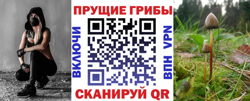 Купить где  Кашира  Галлюциногенные грибы Psilocybe 